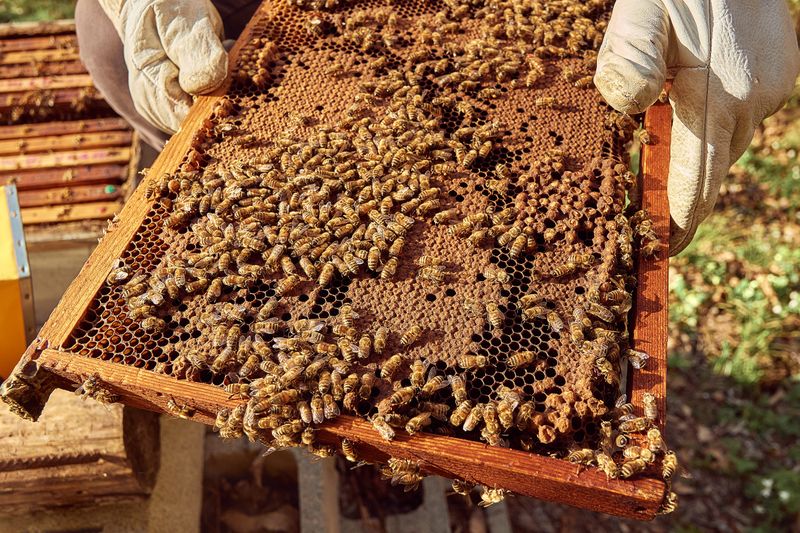 Beekeeper inspecting a honeycomb frame