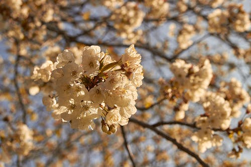 Fotobanka s bezplatnými fotkami na tému čerešňový kvet, jarné obdobie, kvet ovocného stromu