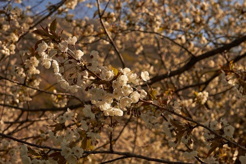 grátis Foto profissional grátis de cerejeira, flora, floração Foto profissional