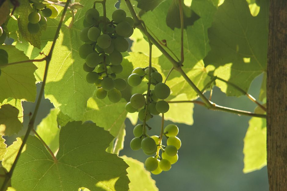 Sunlit green grapes hanging from a vine, surrounded by lush leaves outdoors.