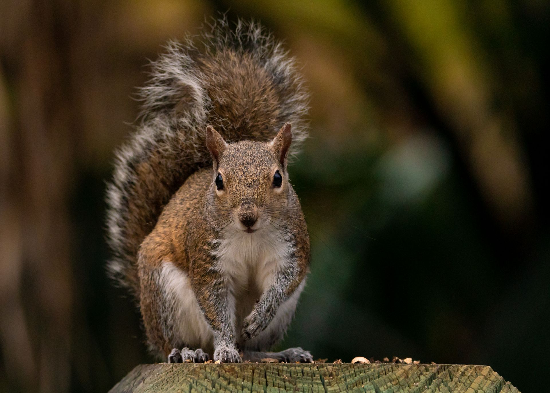Close-up of an Eastern Gray Squirrel (Sciurus carolinensis) perched outdoors on a wooden post in Florida.