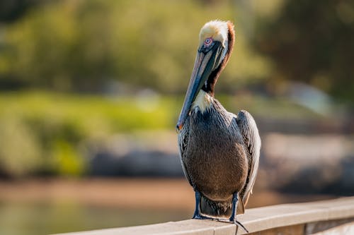 Gratis lagerfoto af brun pelikan, dyr, dyrefotografering Lagerfoto