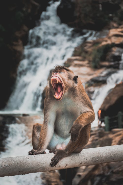 Monkey with Open Mouth