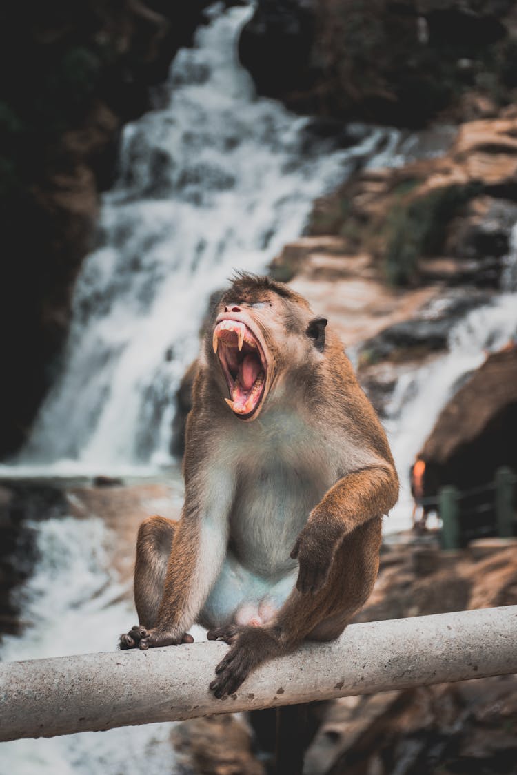 Monkey With Open Mouth