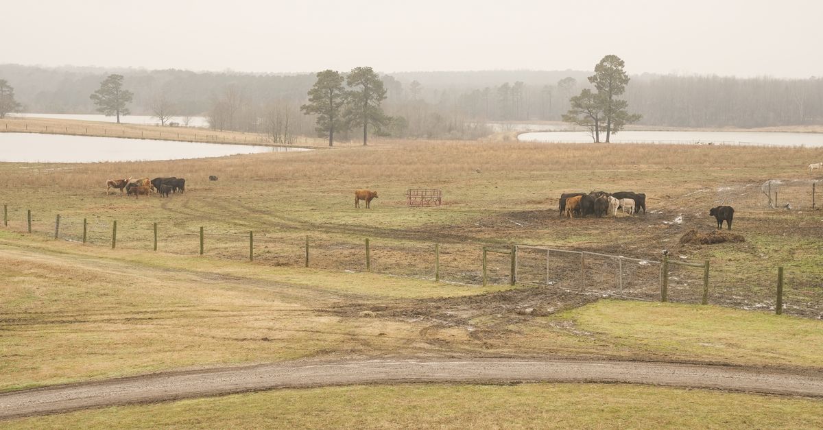 Cows grazing peacefully in a cloudy Louisburg, NC pasture.