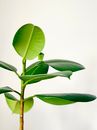 Green Leaf Plant in Close Up Photography