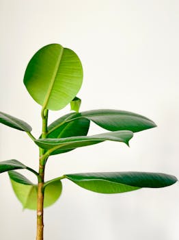Close-up of a lush green rubber plant with prominent leaves.