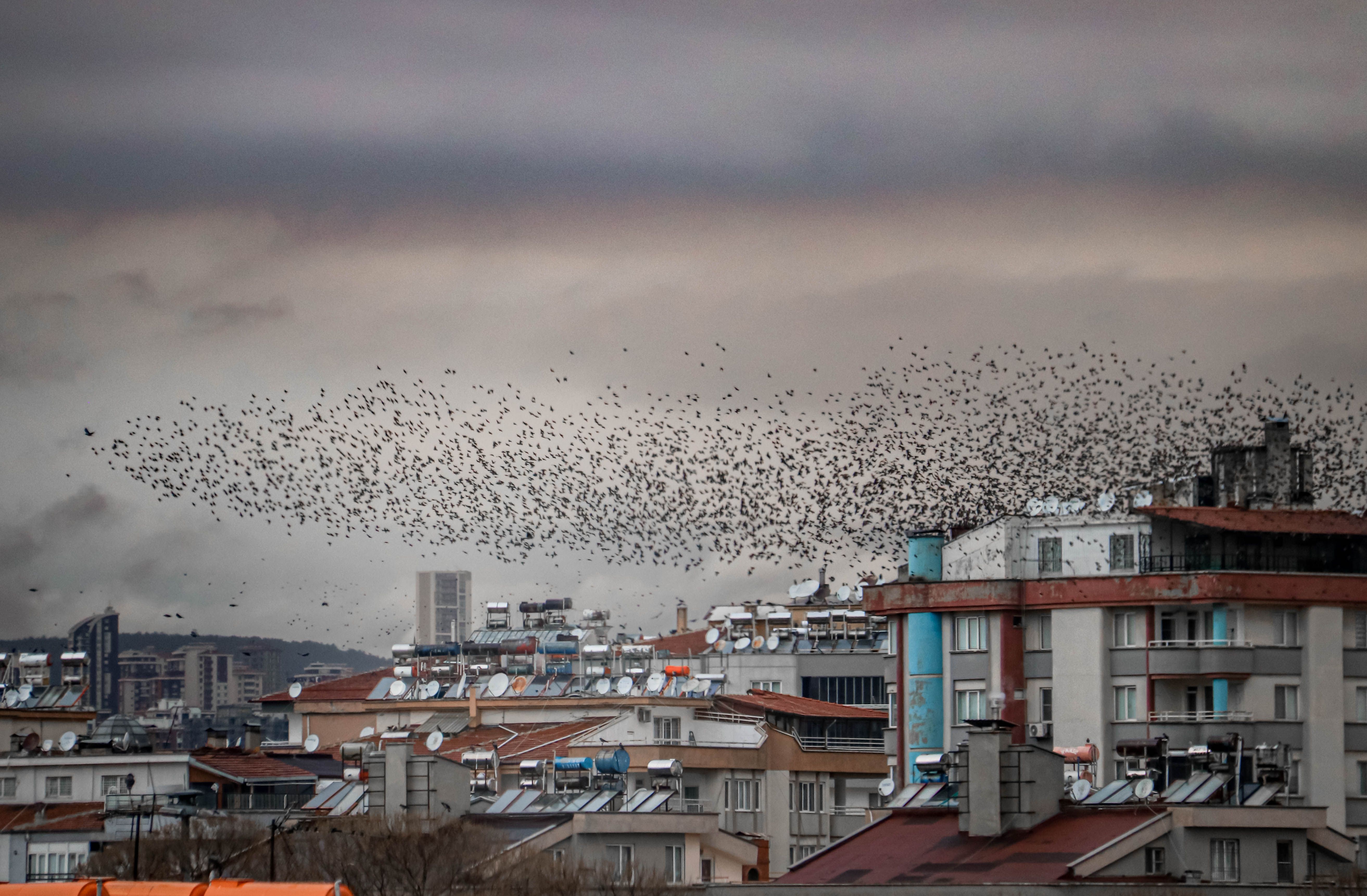 A large flock of birds flying over urban rooftop buildings in Gaziantep, Turkey.