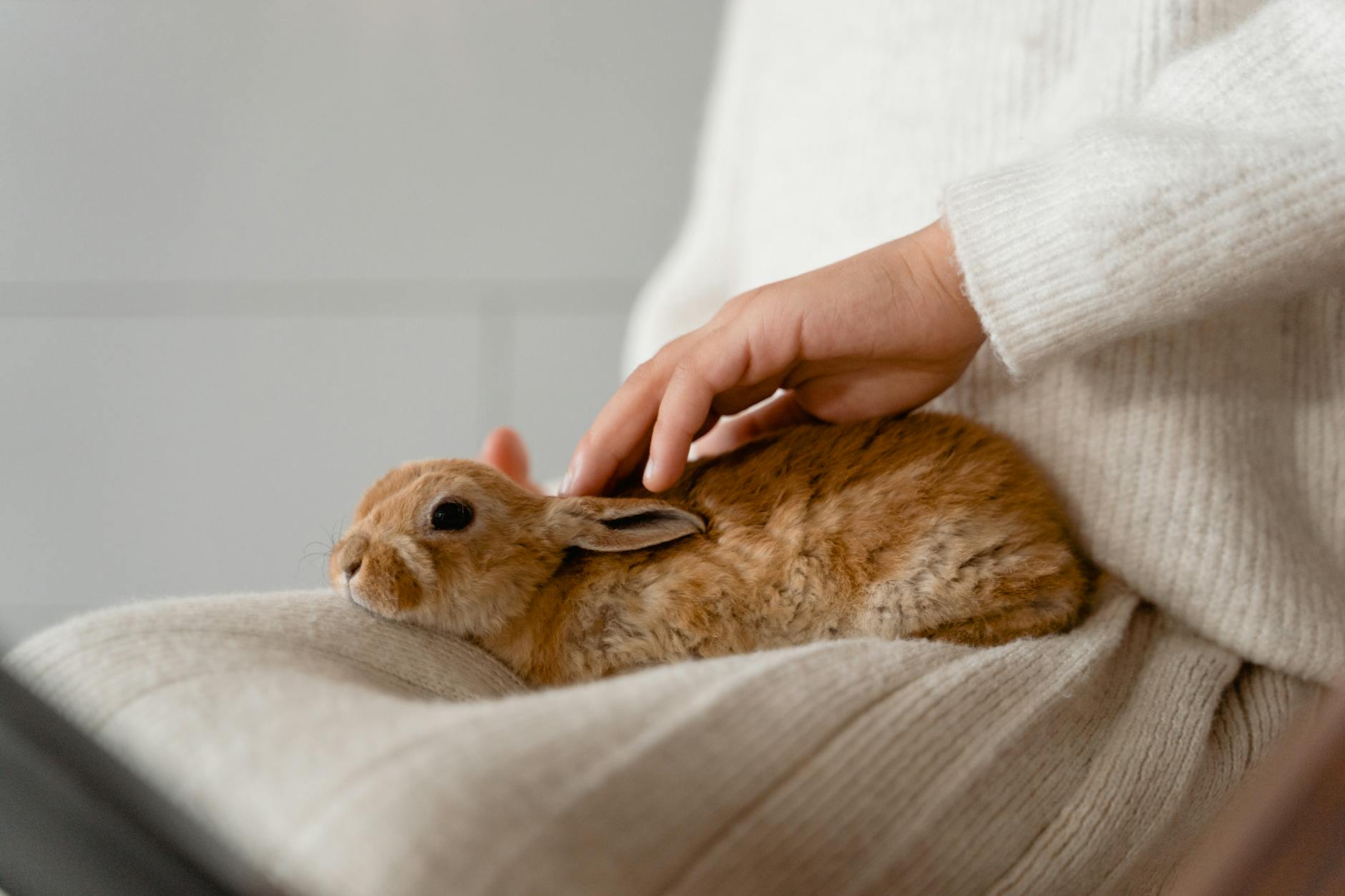 Do Bunnies Like to Be Held? Adorable brown rabbit on lap being petted. Calm and cozy indoor atmosphere.