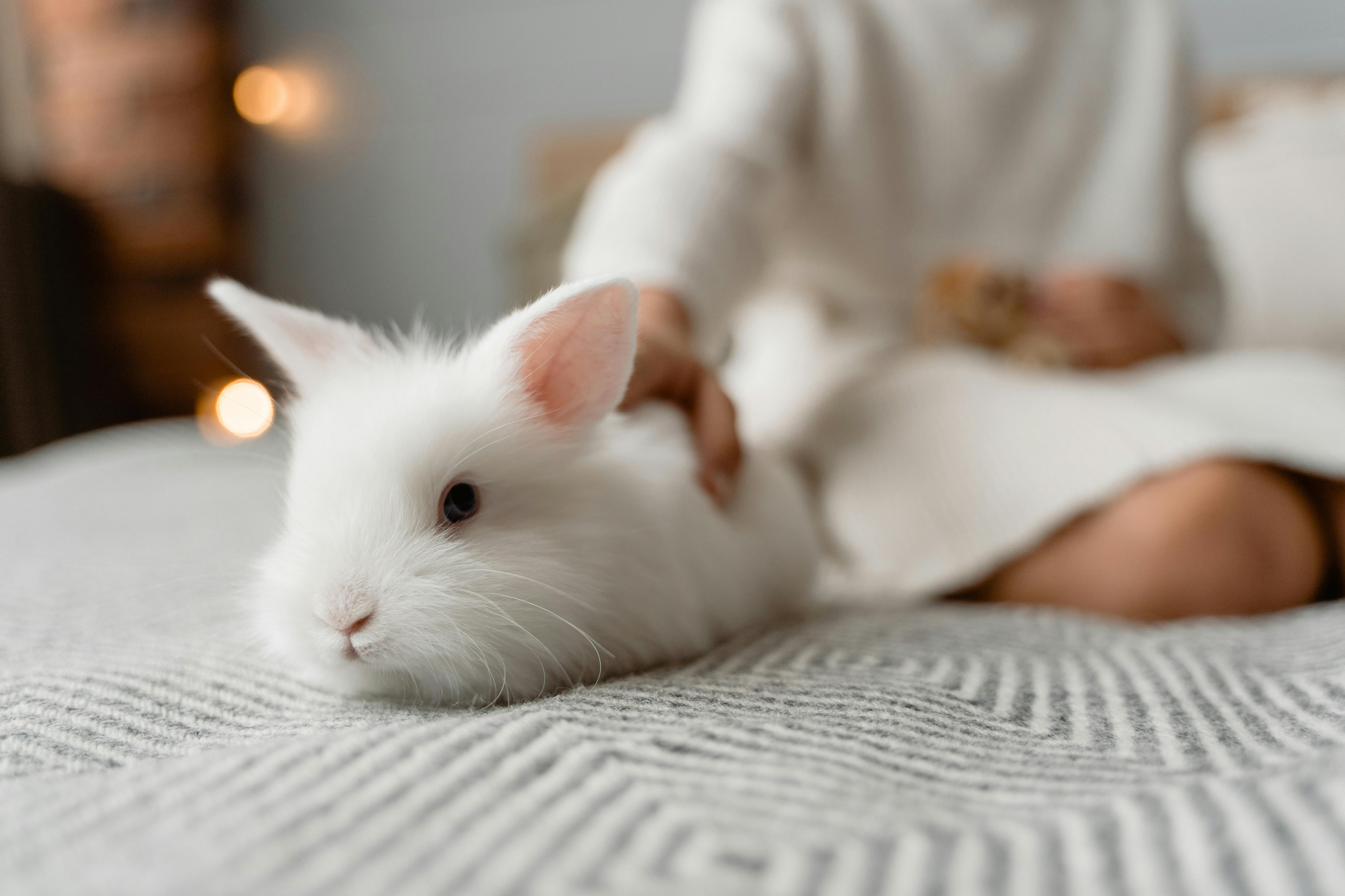Cute Bunny Stock Photos, Images and Backgrounds for Free Download