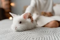 White Rabbit on White Textile