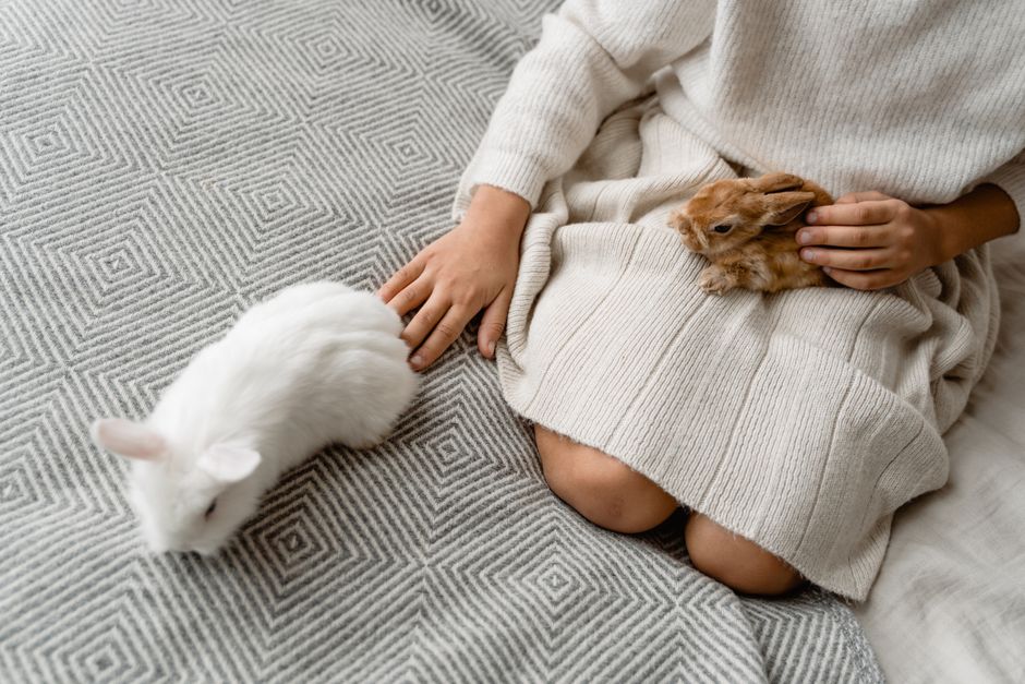 A child petting rabbits indoors on a patterned blanket, creating a warm, cozy atmosphere.