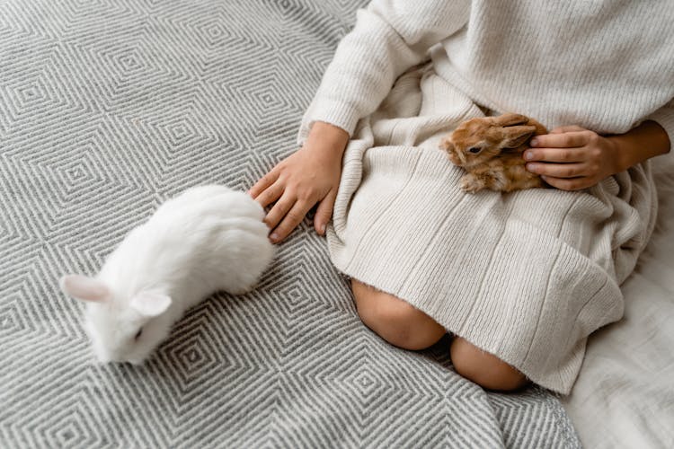 Person Petting Rabbits