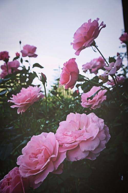 ฟรี คลังภาพถ่ายฟรี ของ ดอกกุหลาบ, ดอกไม้, ต้นไม้ คลังภาพถ่าย