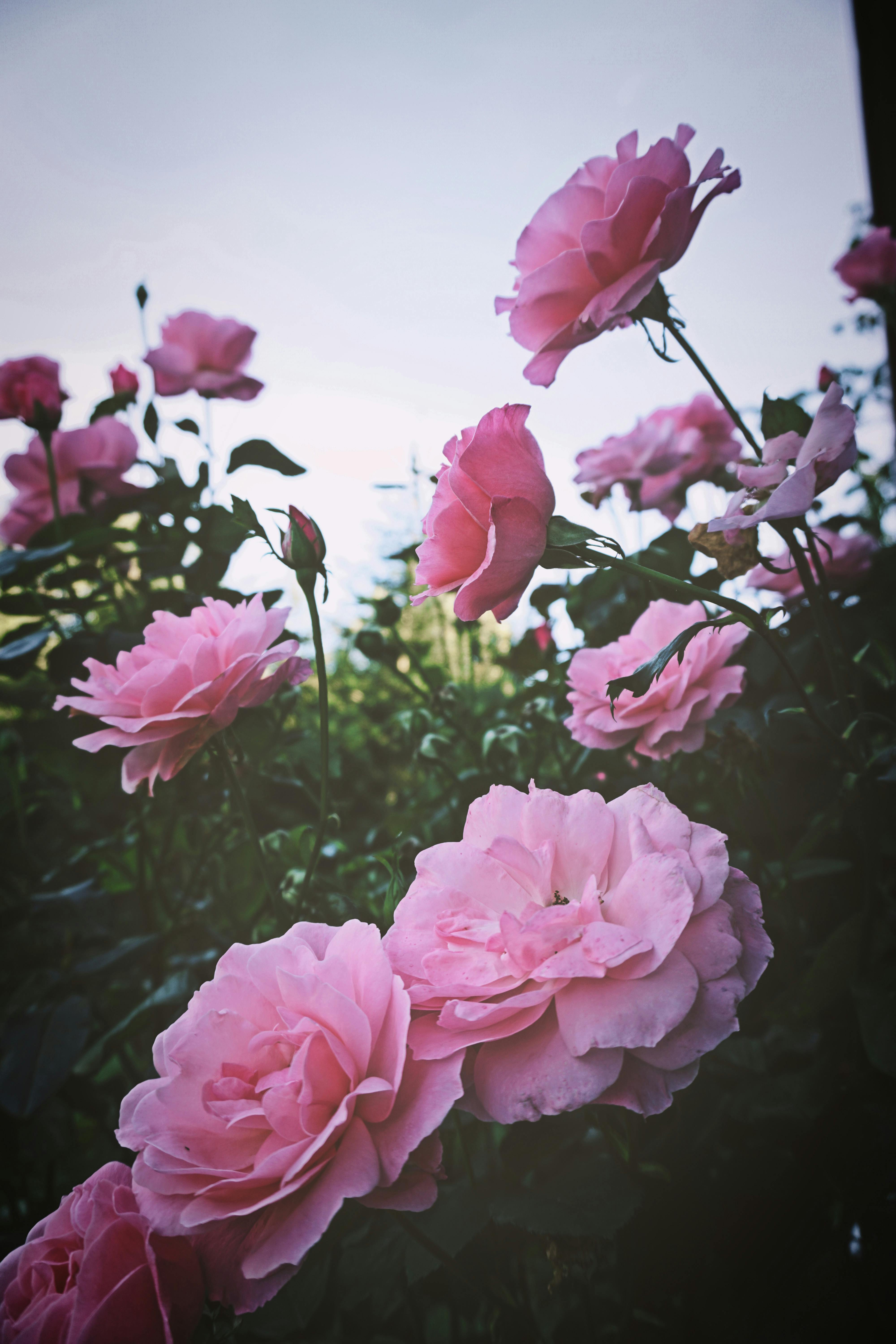 Pink Rose Bouquet in Brown Bicycle Basket · Free Stock Photo