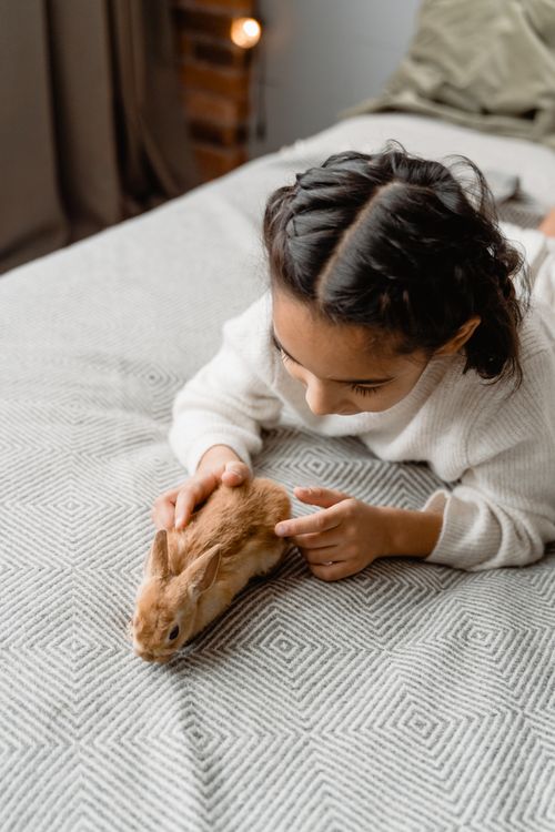 A Kid Touching a Brown Rabbit on Bed · Free Stock Photo