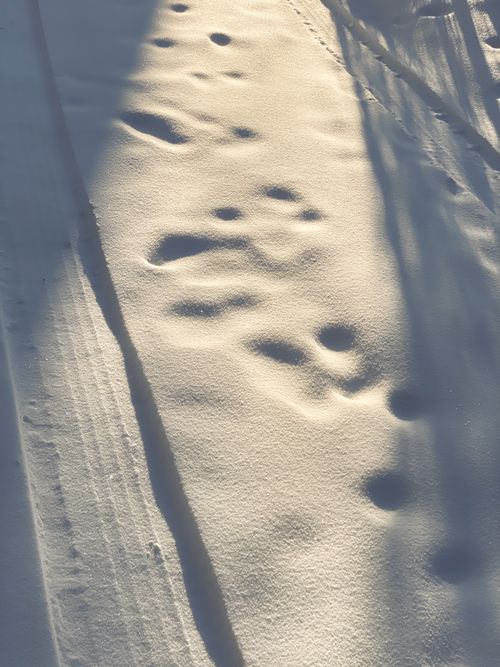 Free Snow-covered ground with animal tracks and shadows, creating a natural winter pattern. Stock Photo