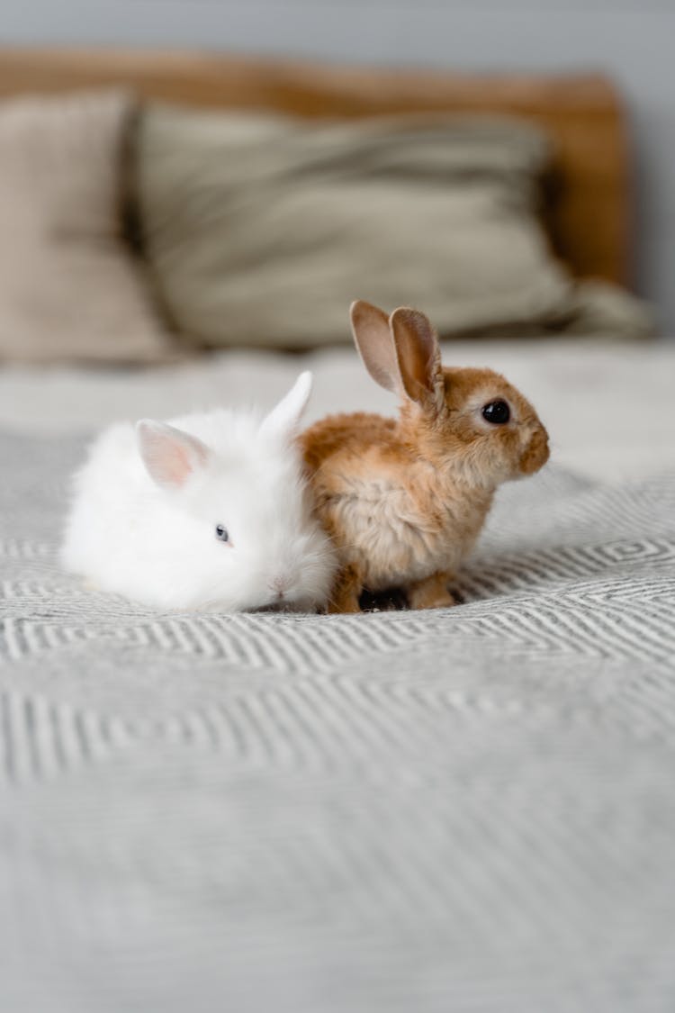 Close-up Photo Of Bunnies