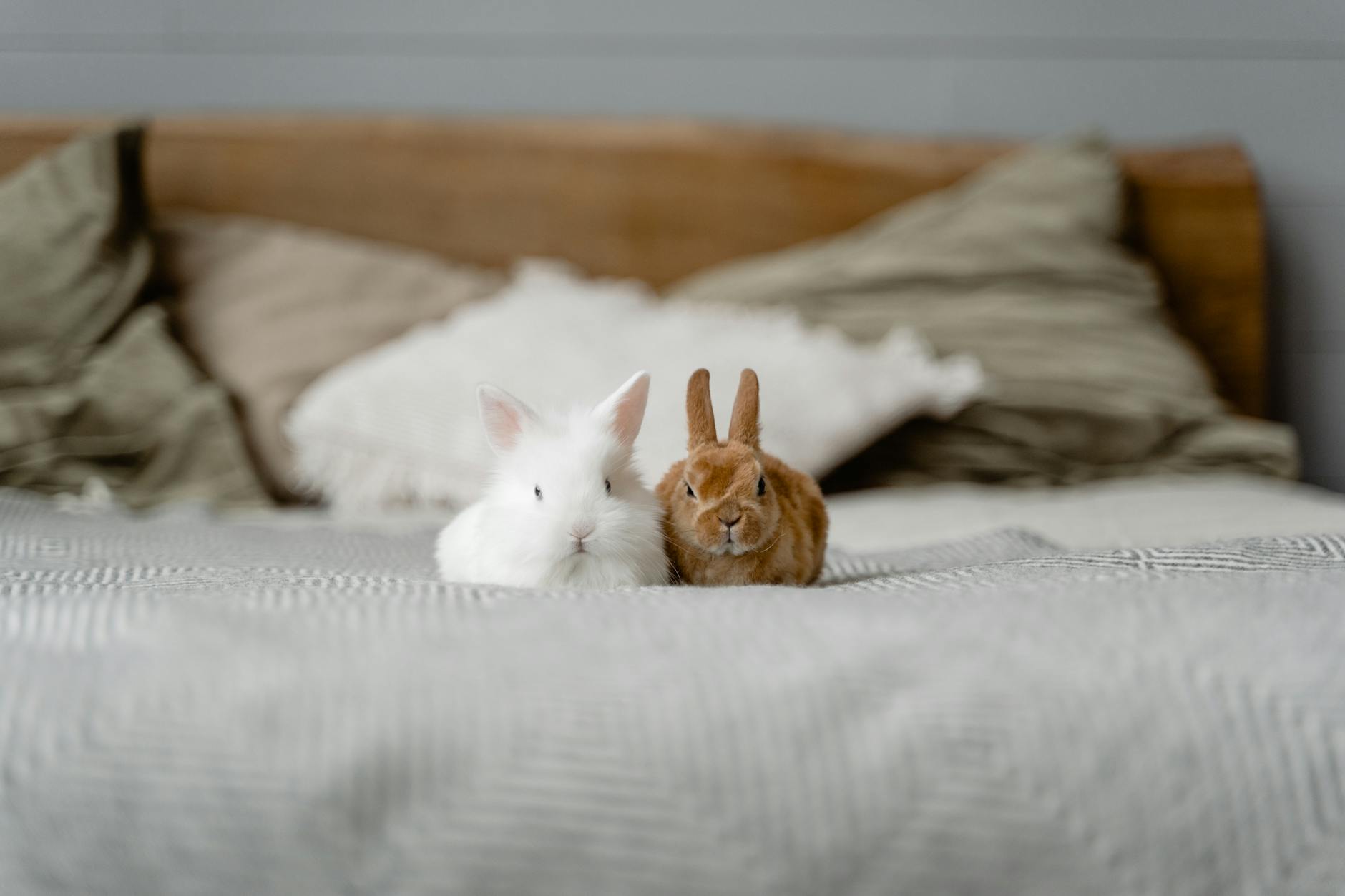 Best Rabbit Bedding for Odor Absorption (2026) – Keep Your Bunny's Space Fresh and Comfortable