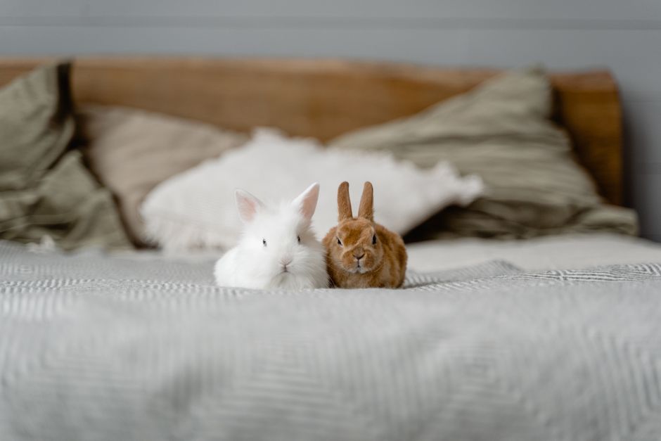 Adorable white and brown bunnies sitting on a comfy bed, perfect for animal lovers and pet-friendly images.