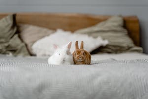 White and Brown Rabbits on Bed