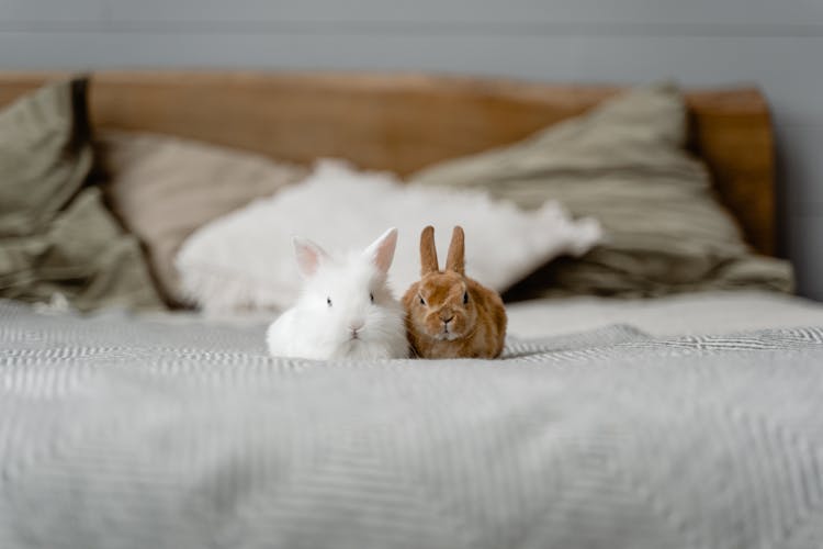 White And Brown Rabbits On Bed