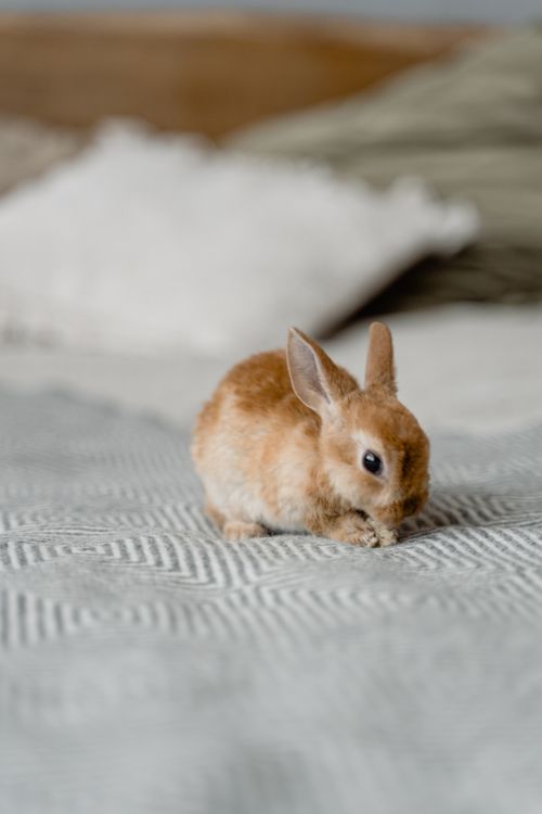 Free Cute brown rabbit sitting on a patterned bedspread indoors. Perfect for pet and home decor themes. Stock Photo