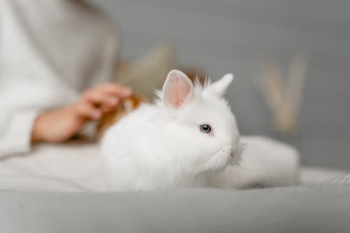 Безкоштовне стокове фото на тему «білий, домашній, кролик»