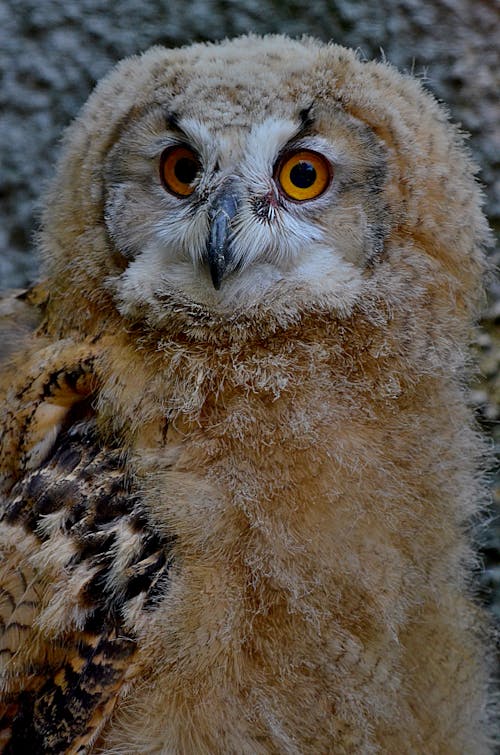 Free Close Up Photo of an Owl Stock Photo