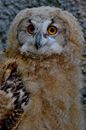 Brown and Black Owl in Close Up Photography