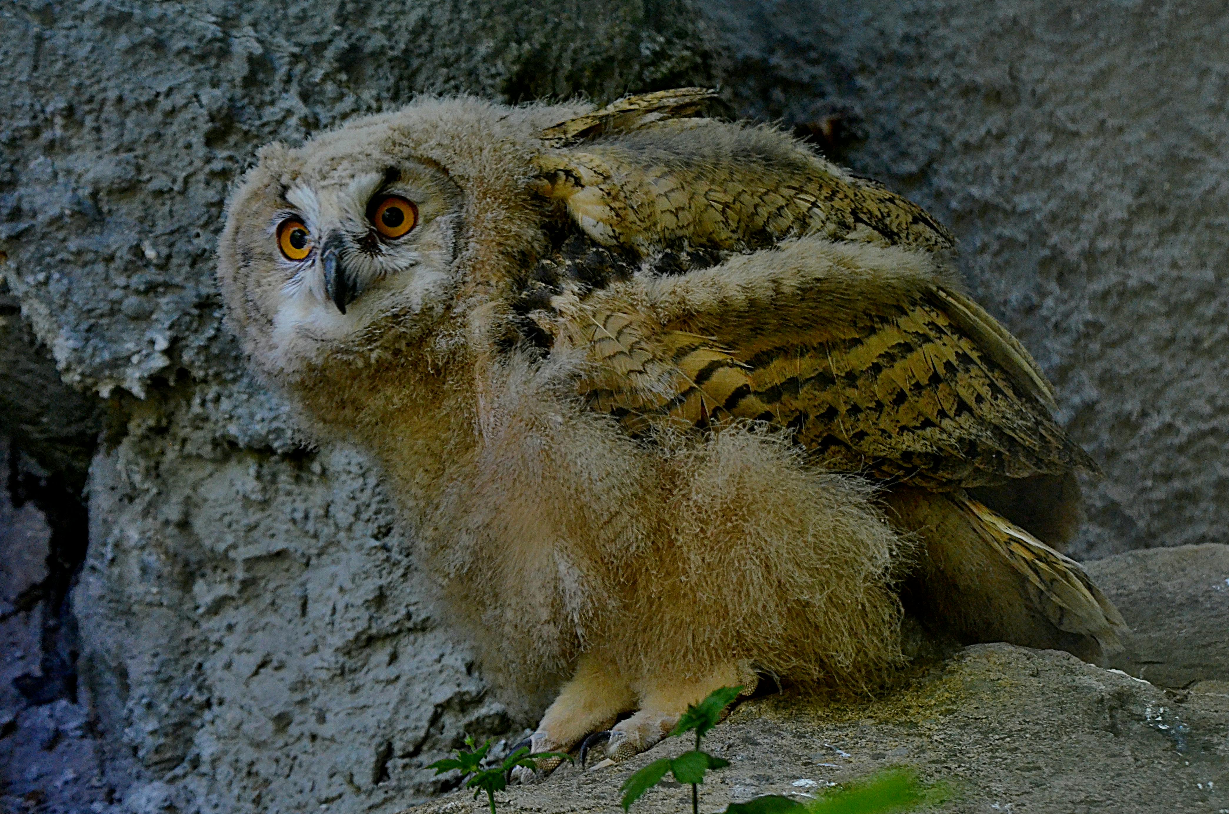 Moroccan leather workshop