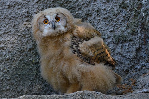Kostnadsfria Kostnadsfri bild av eurasian eagle-owl, fågelfotografering, närbild Stock foto