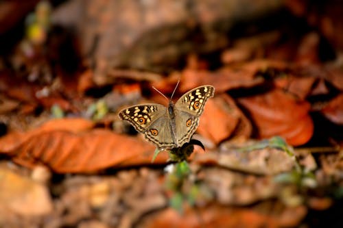 grátis Foto profissional grátis de borboleta, empoleirado, folhas secas Foto profissional