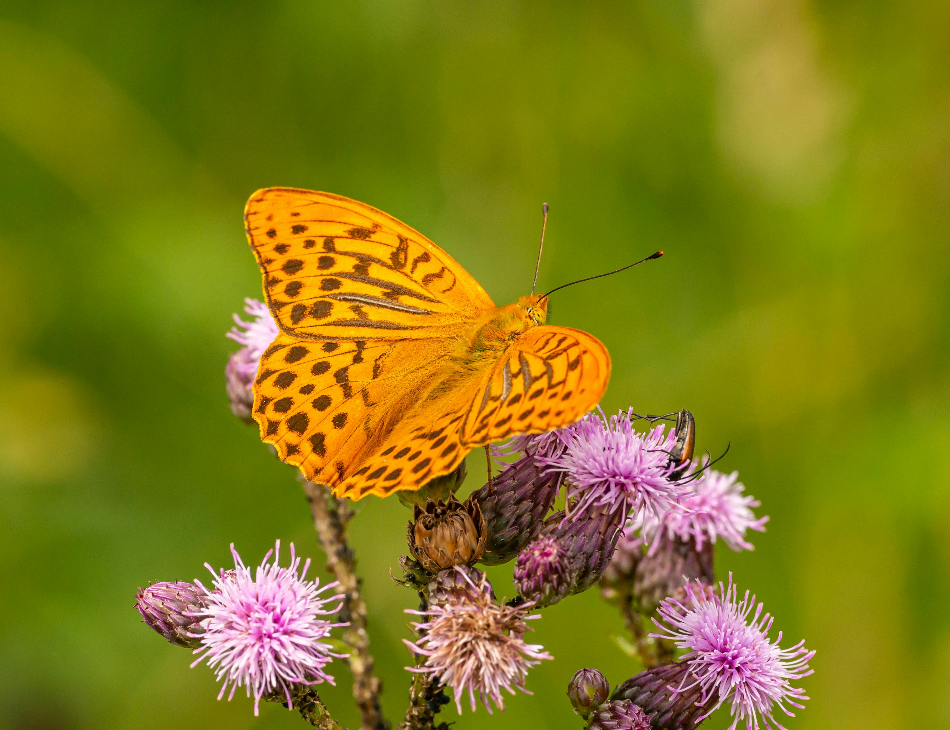 Fotografía En Primer Plano De Dos Mariposas Amarillas En Flores De Cardo  Púrpura · Foto de stock gratuita