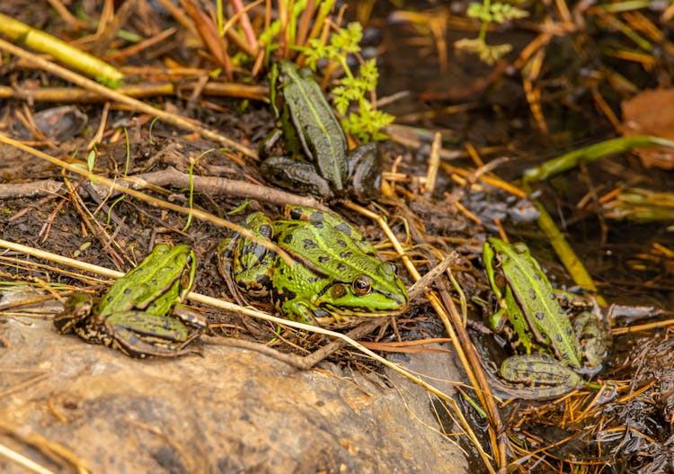 Close-up Of Frogs In Wetlands