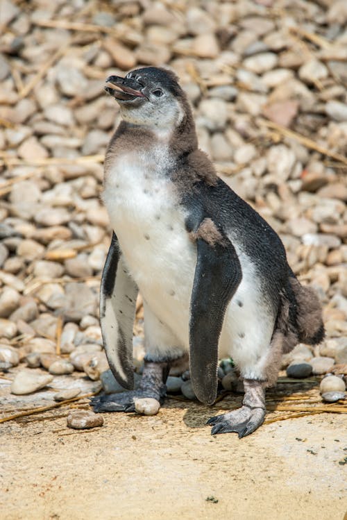 Základová fotografie zdarma na téma africký tučňák, fotografování zvířat, stojící