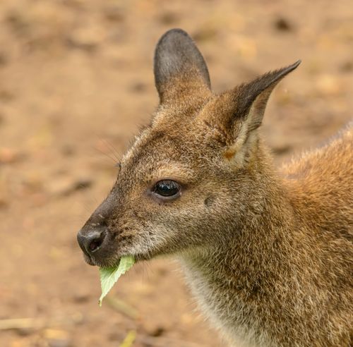Free Adorable close-up photo of a wallaby nibbling on a leaf in the wild. Stock Photo