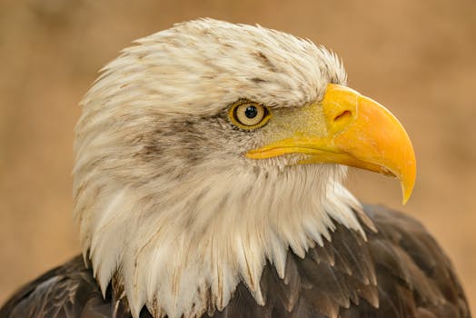 Detailed close-up of a bald eagle showcasing its powerful beak and piercing eyes.