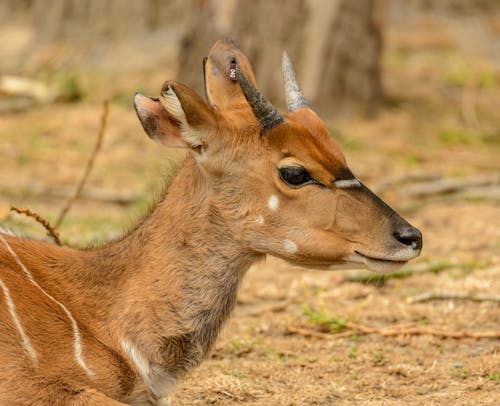Gratis stockfoto met antilope, bushbuck, detailopname Stockfoto