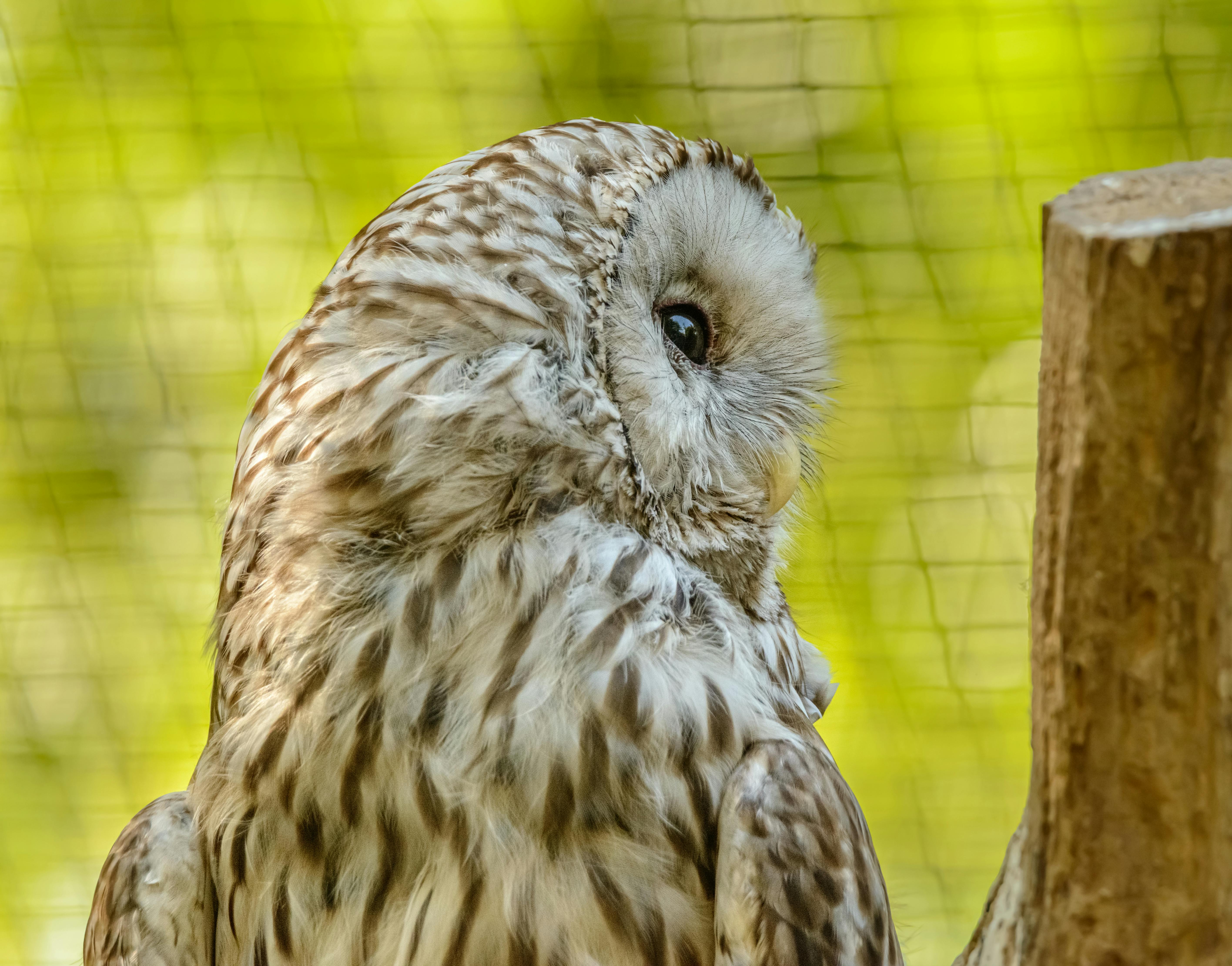 A detailed close-up of a Ural owl showcasing its beautiful feathers against a bright green background.
