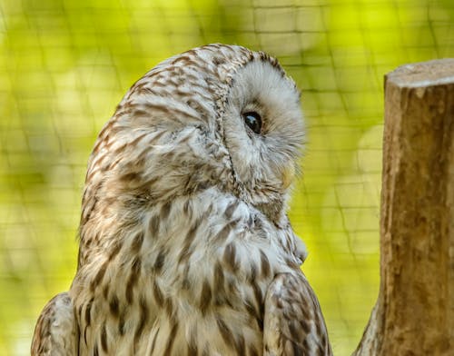 Close Up Photo of an Owl