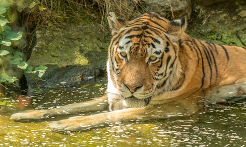 A Tiger in the Water 