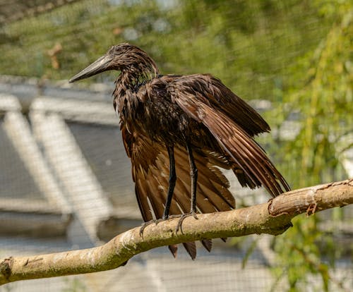 Gratis stockfoto met aviaire, boomtak, fotografie van vogels