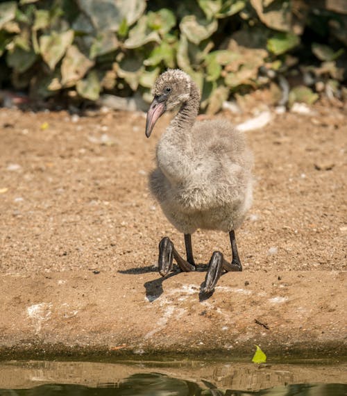 Gratis stockfoto met aarde, beest, chick