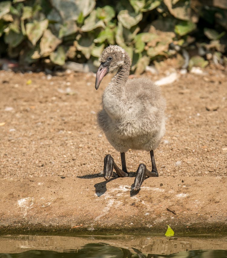 Close Up Of Flamingo Chick