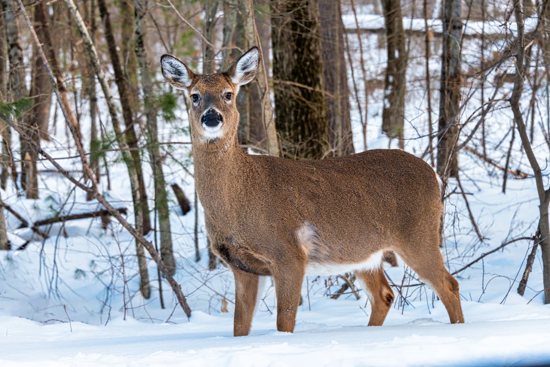 Free Brown Deer Standing on Snow Covered Ground Near Trees Stock Photo