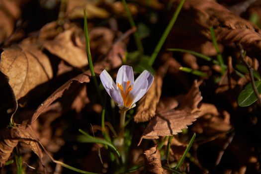A vibrant crocus flower emerges from dry autumn leaves, capturing nature's transformation in detail.