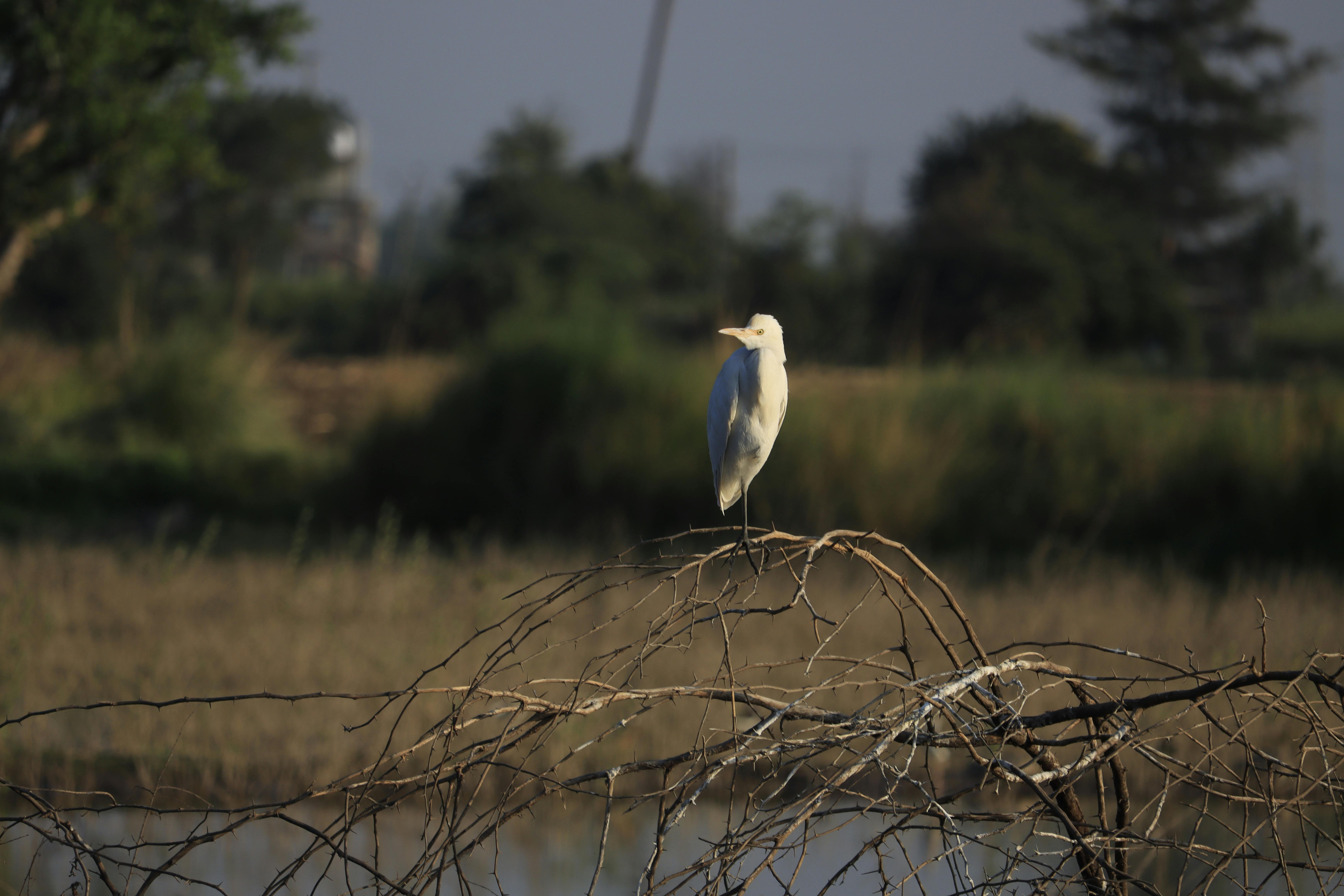 Close Up Of A Bird Perching · Free Stock Photo