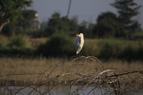 Free A white egret gracefully perched on branches in a serene, natural setting. Stock Photo