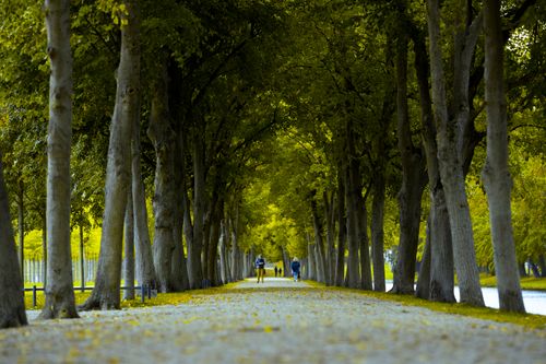 Free Distant people strolling on asphalt path between verdant lush trees in summer city park Stock Photo